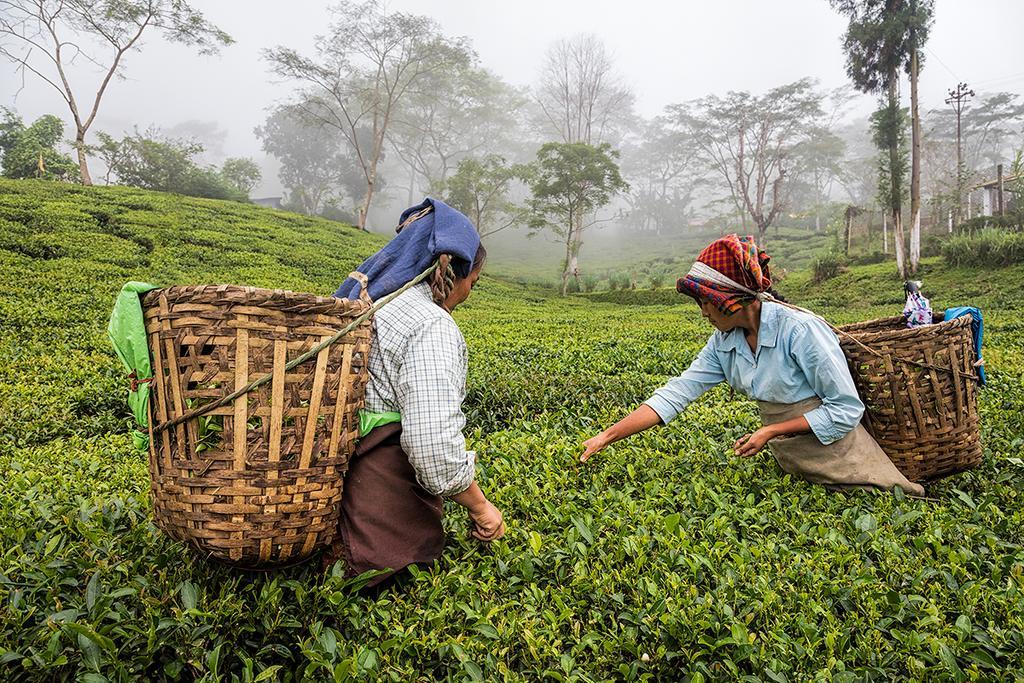 Ging Tea House Guest House Darjeeling  Ngoại thất bức ảnh