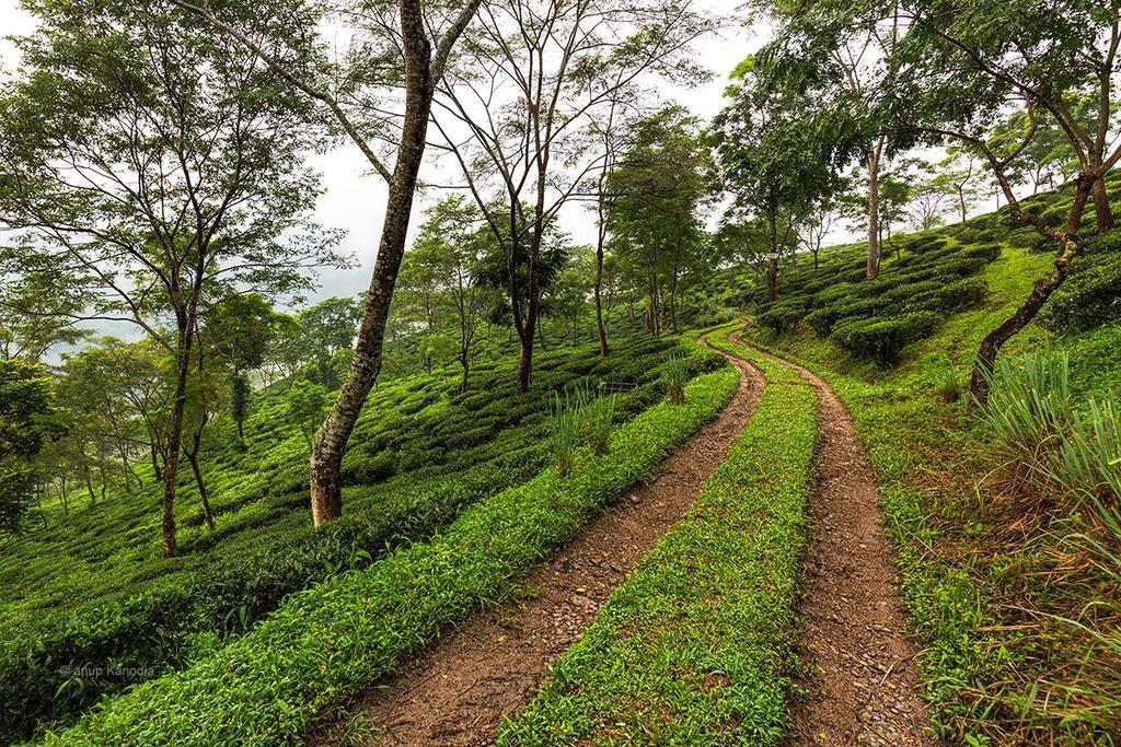 Ging Tea House Guest House Darjeeling  Ngoại thất bức ảnh